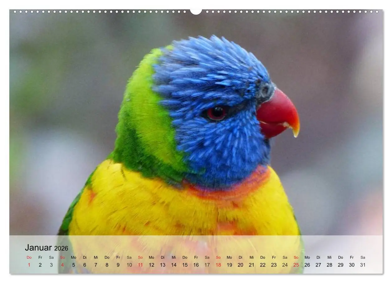 Bild: 9783516052916 | Regenbogen Papageien (hochwertiger Premium Wandkalender 2026 DIN A2...