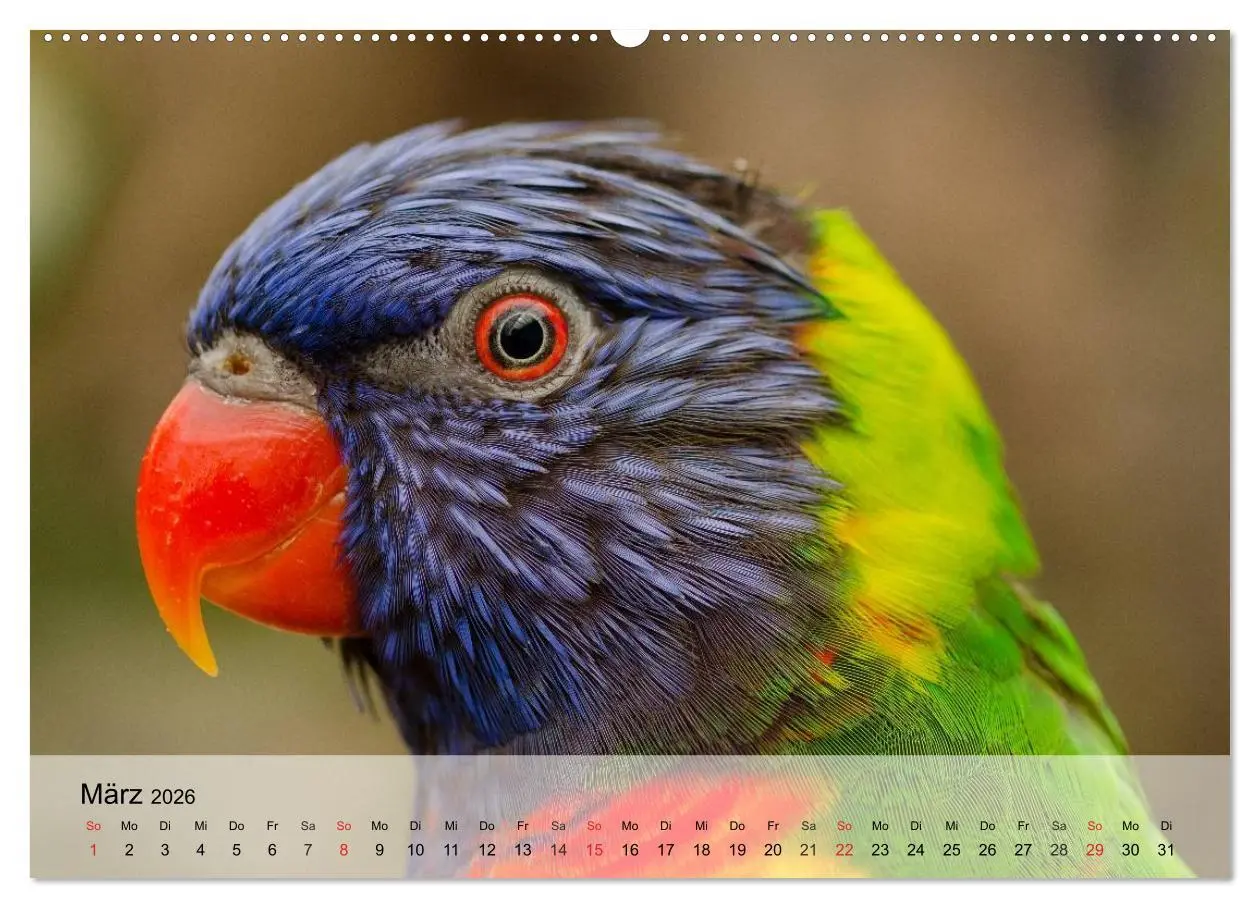 Bild: 9783516052916 | Regenbogen Papageien (hochwertiger Premium Wandkalender 2026 DIN A2...