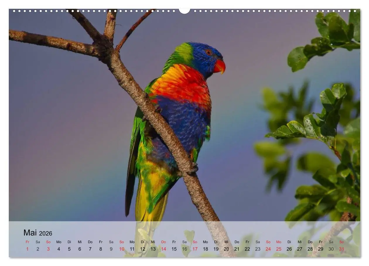 Bild: 9783516052916 | Regenbogen Papageien (hochwertiger Premium Wandkalender 2026 DIN A2...
