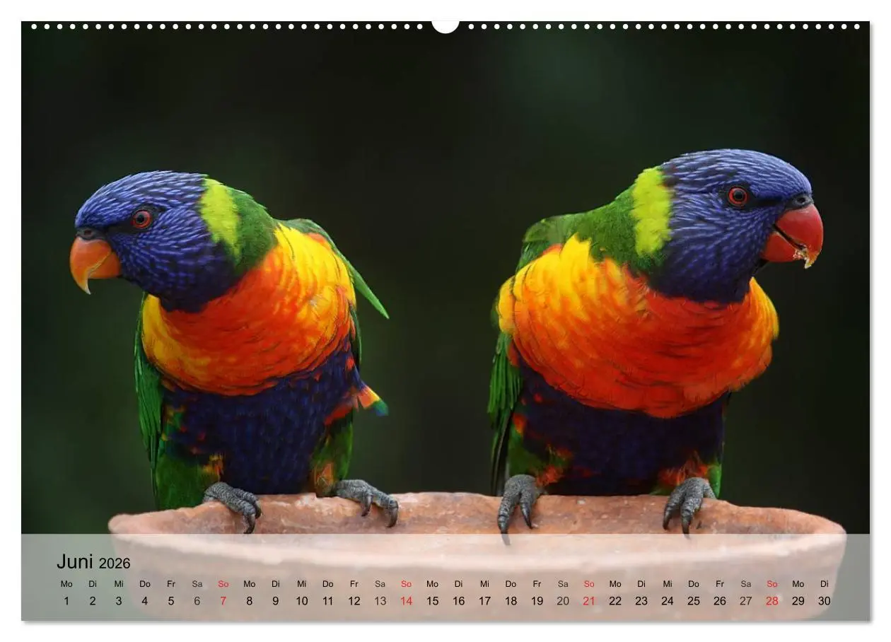 Bild: 9783516052916 | Regenbogen Papageien (hochwertiger Premium Wandkalender 2026 DIN A2...