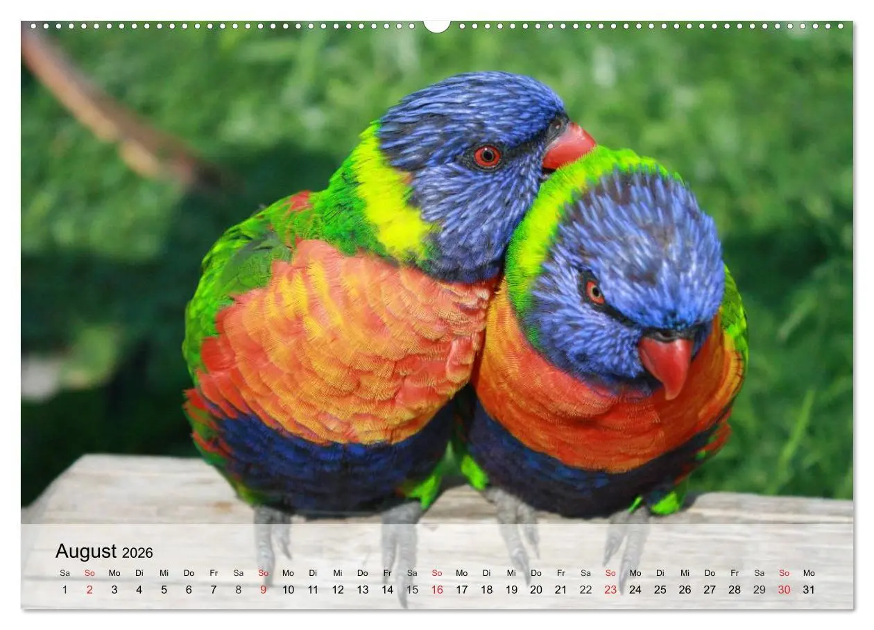 Bild: 9783516052916 | Regenbogen Papageien (hochwertiger Premium Wandkalender 2026 DIN A2...