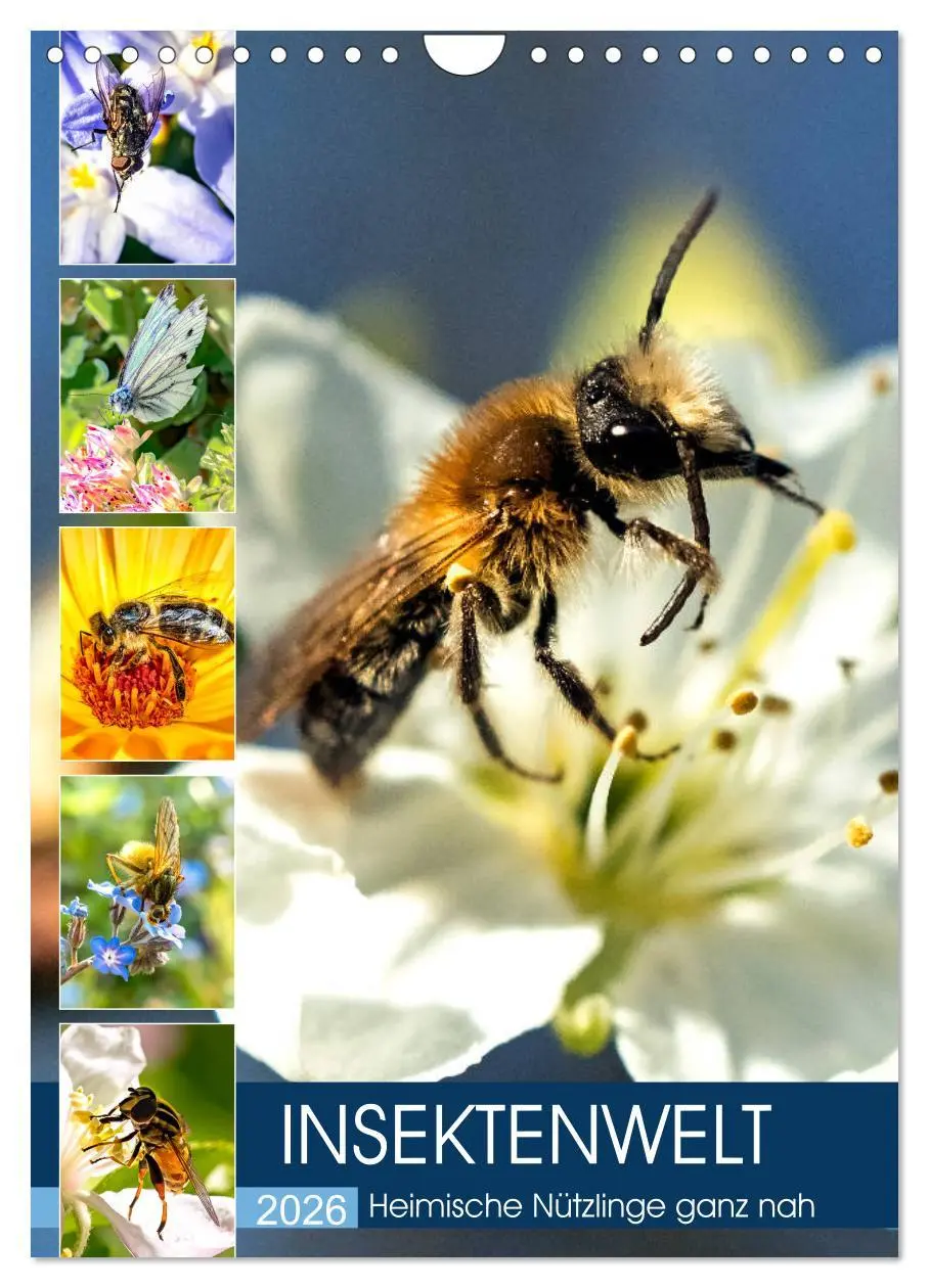 Cover: 9783516393316 | INSEKTENWELT - Heimische Nützlinge ganz nah (Wandkalender 2026 DIN...
