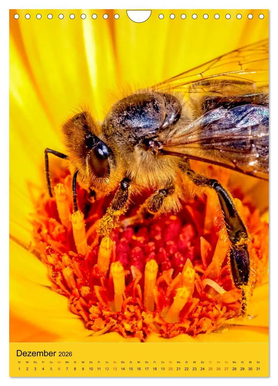 Bild: 9783516393316 | INSEKTENWELT - Heimische Nützlinge ganz nah (Wandkalender 2026 DIN...