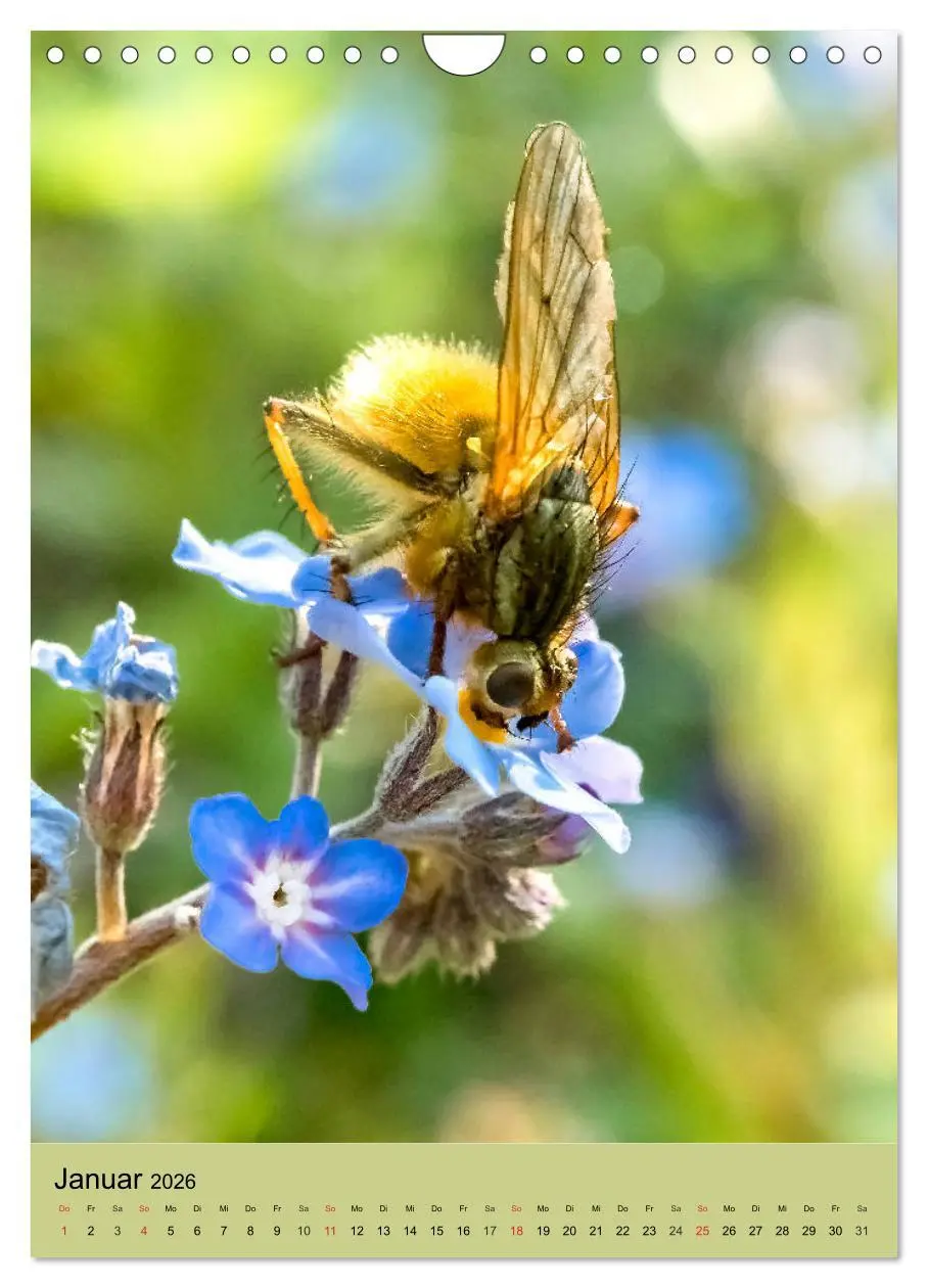 Bild: 9783516393316 | INSEKTENWELT - Heimische Nützlinge ganz nah (Wandkalender 2026 DIN...