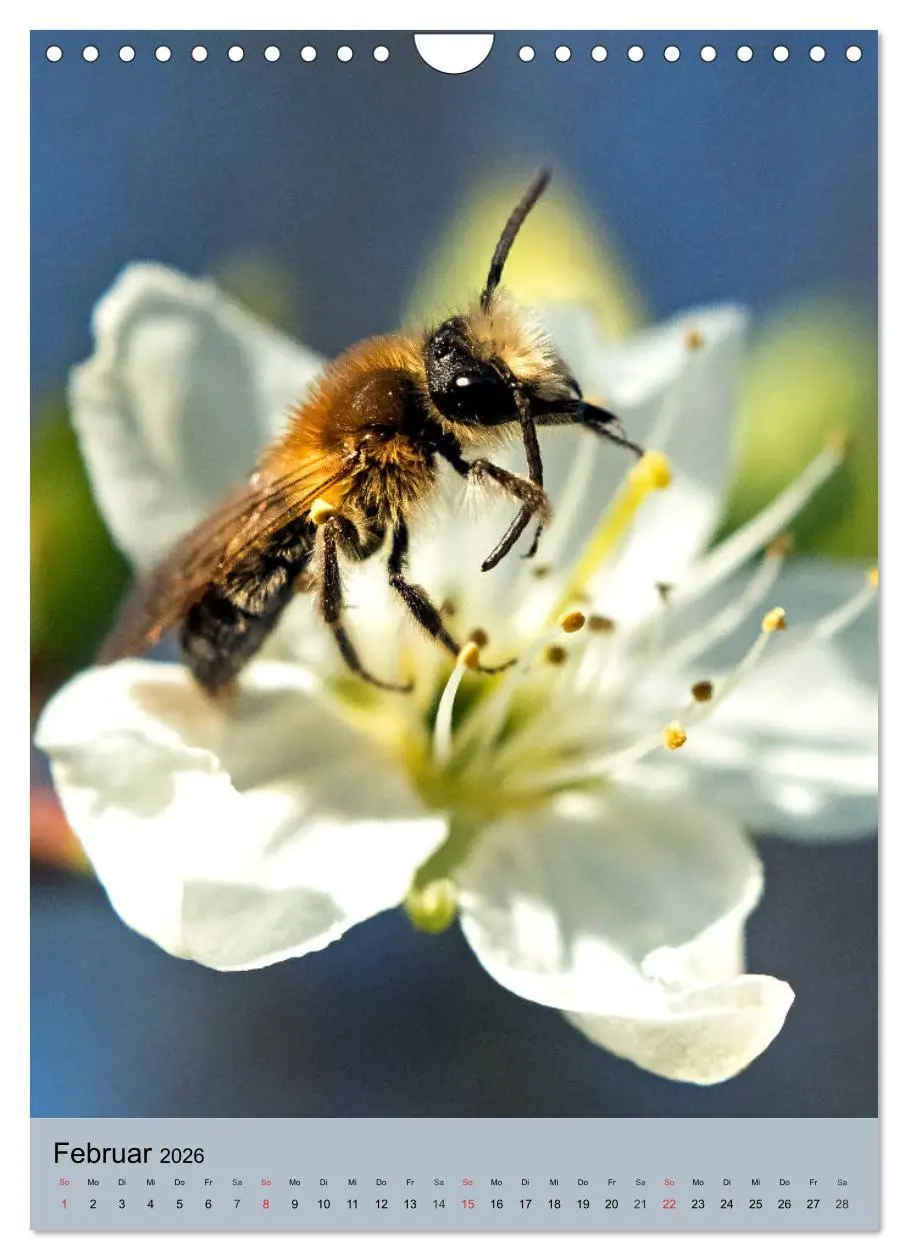 Bild: 9783516393316 | INSEKTENWELT - Heimische Nützlinge ganz nah (Wandkalender 2026 DIN...
