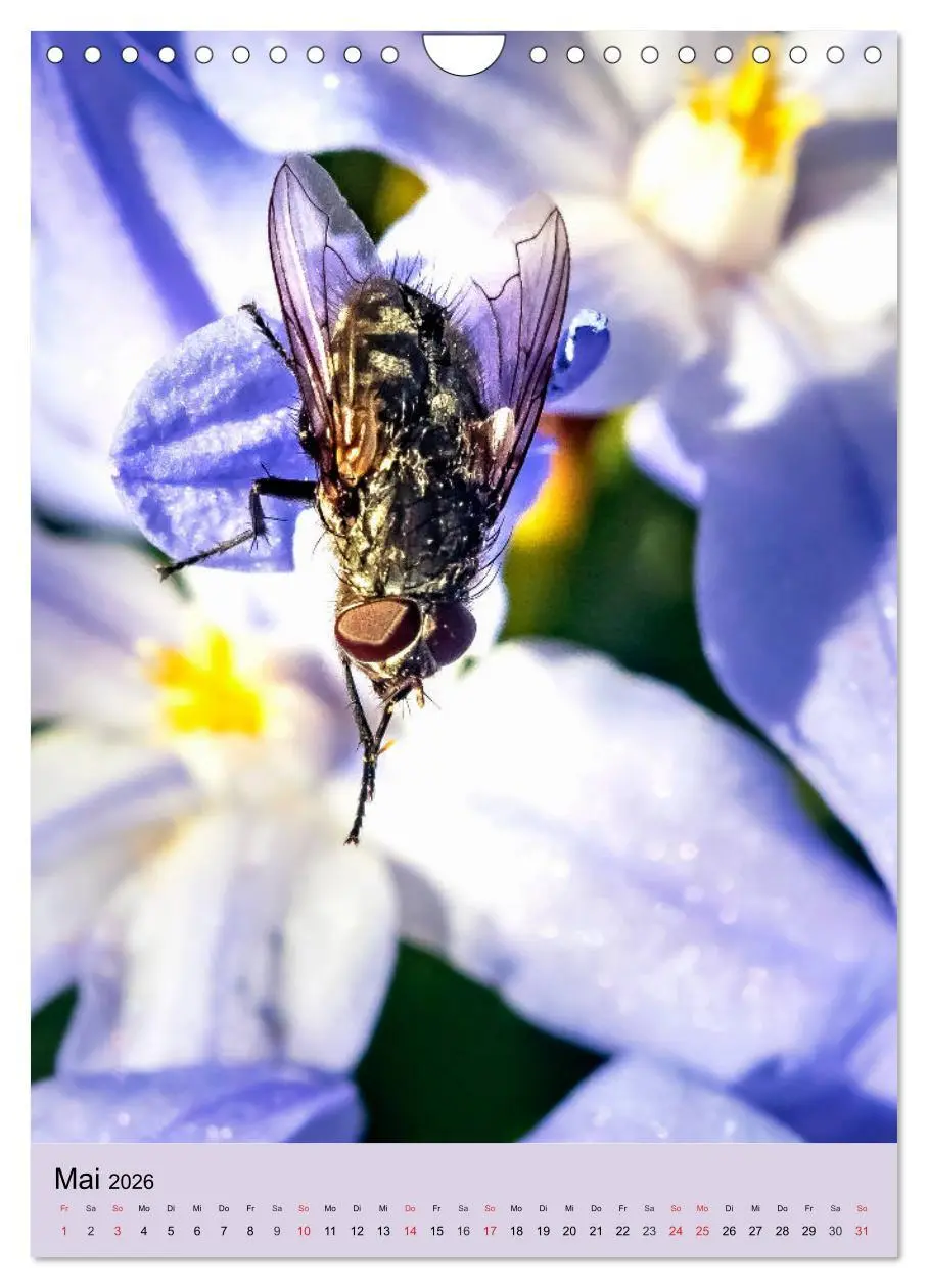 Bild: 9783516393316 | INSEKTENWELT - Heimische Nützlinge ganz nah (Wandkalender 2026 DIN...
