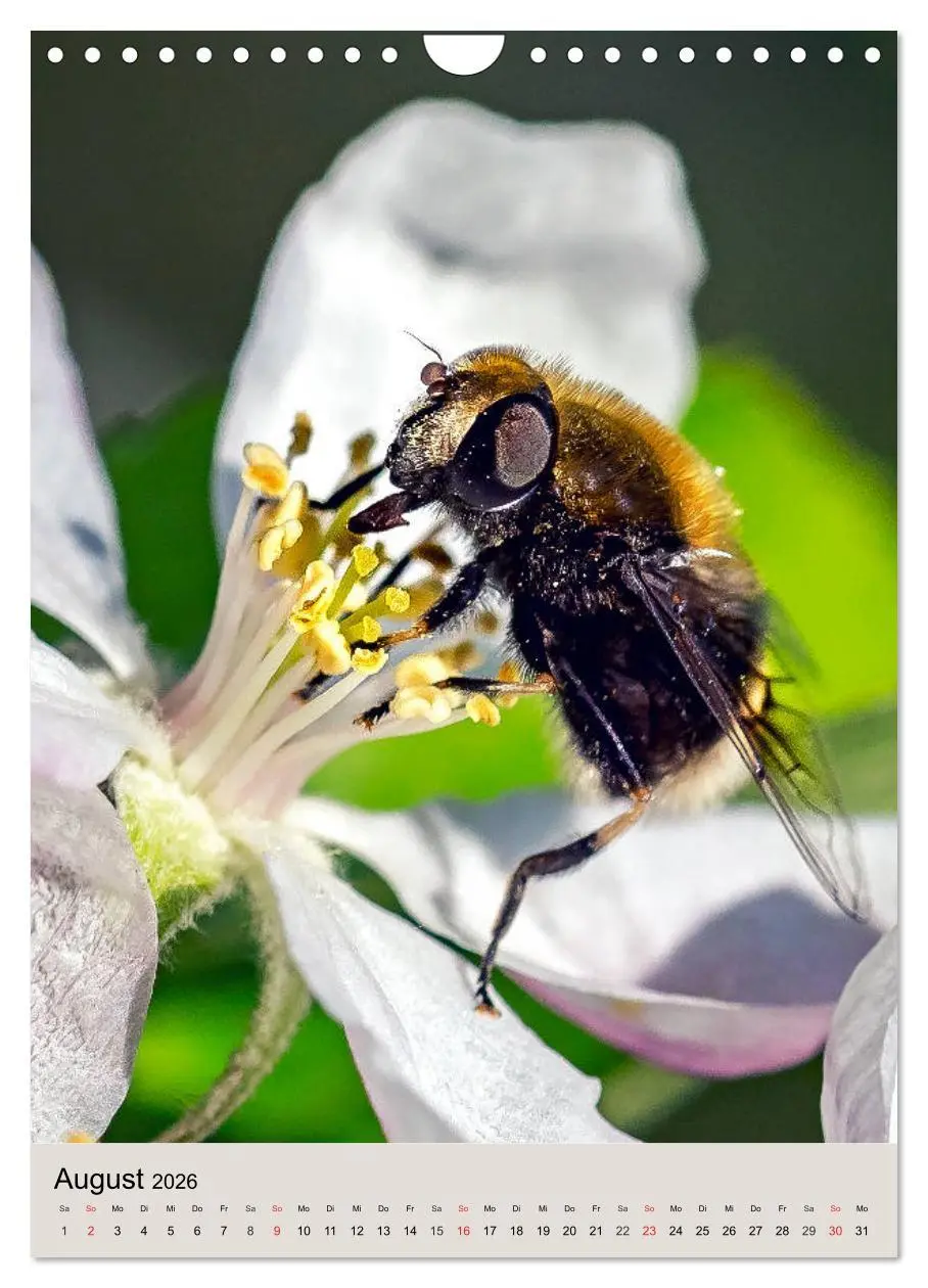 Bild: 9783516393316 | INSEKTENWELT - Heimische Nützlinge ganz nah (Wandkalender 2026 DIN...