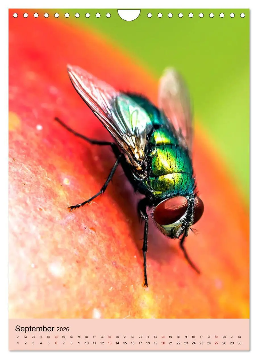Bild: 9783516393316 | INSEKTENWELT - Heimische Nützlinge ganz nah (Wandkalender 2026 DIN...
