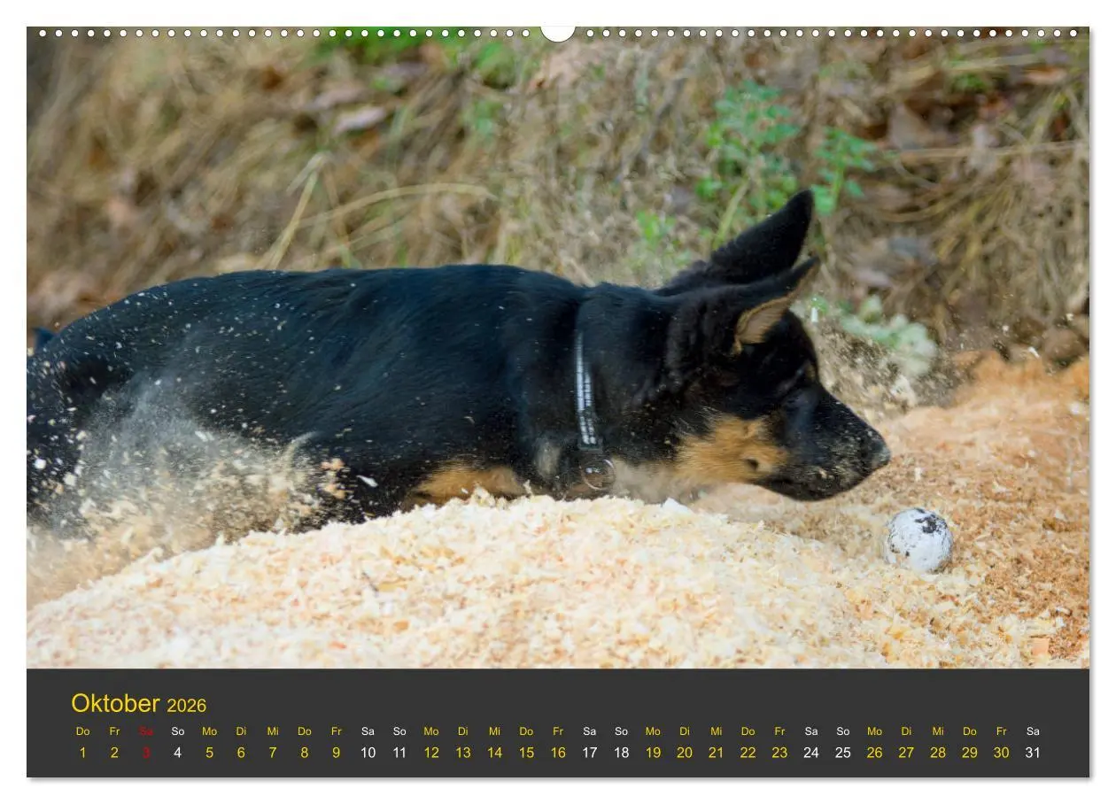 Bild: 9783457743416 | Deutscher Schäferhund-Welpe - aus der Ostdeutschen Arbeitslinie...