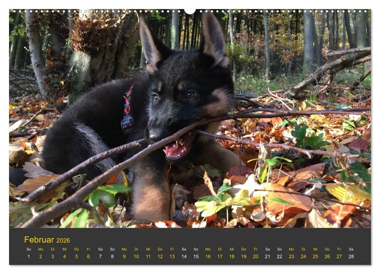 Bild: 9783457743416 | Deutscher Schäferhund-Welpe - aus der Ostdeutschen Arbeitslinie...