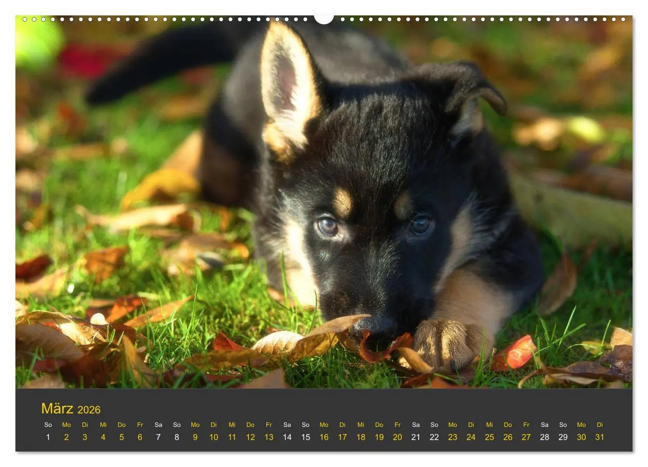 Bild: 9783457743416 | Deutscher Schäferhund-Welpe - aus der Ostdeutschen Arbeitslinie...