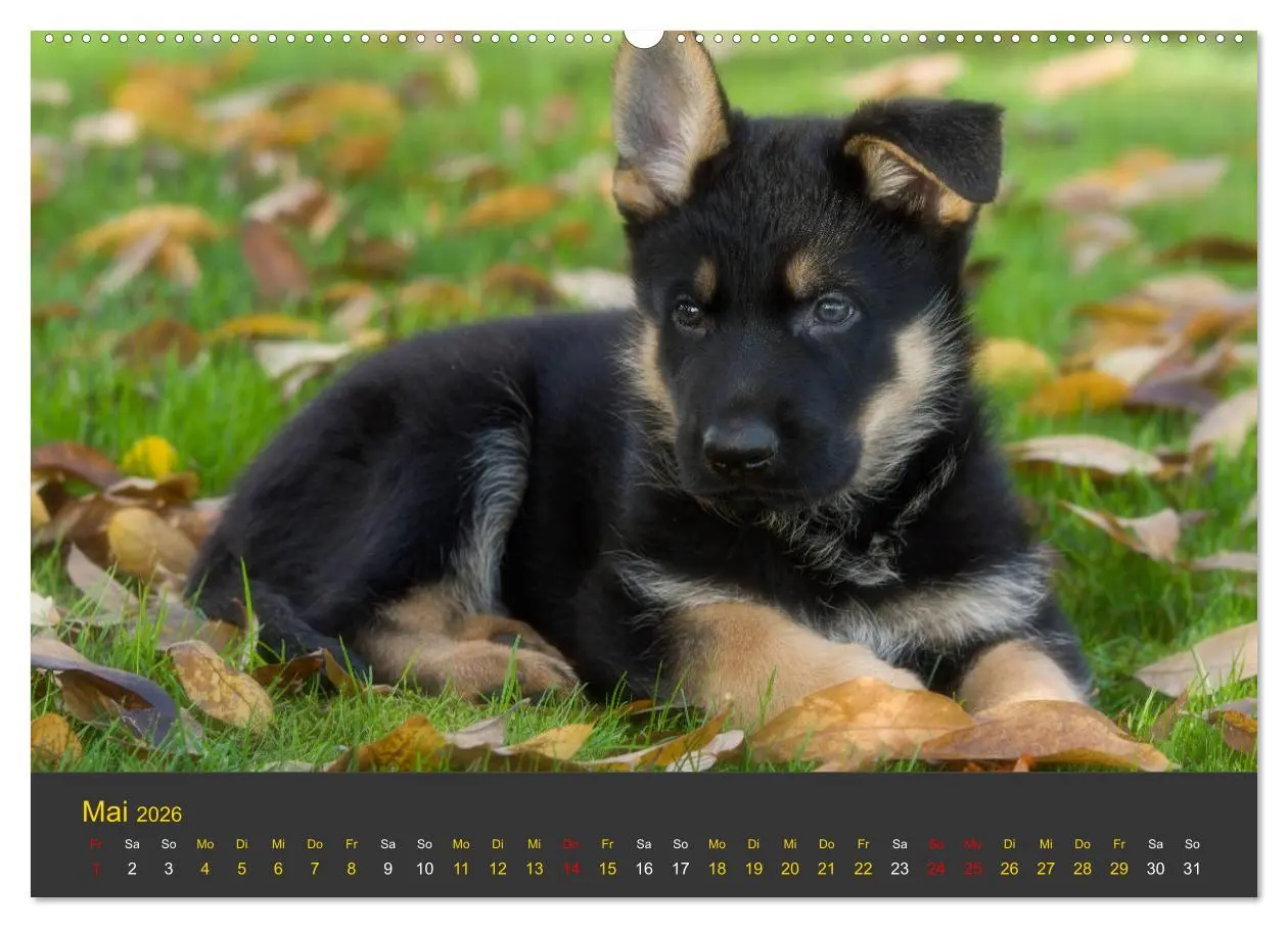 Bild: 9783457743416 | Deutscher Schäferhund-Welpe - aus der Ostdeutschen Arbeitslinie...