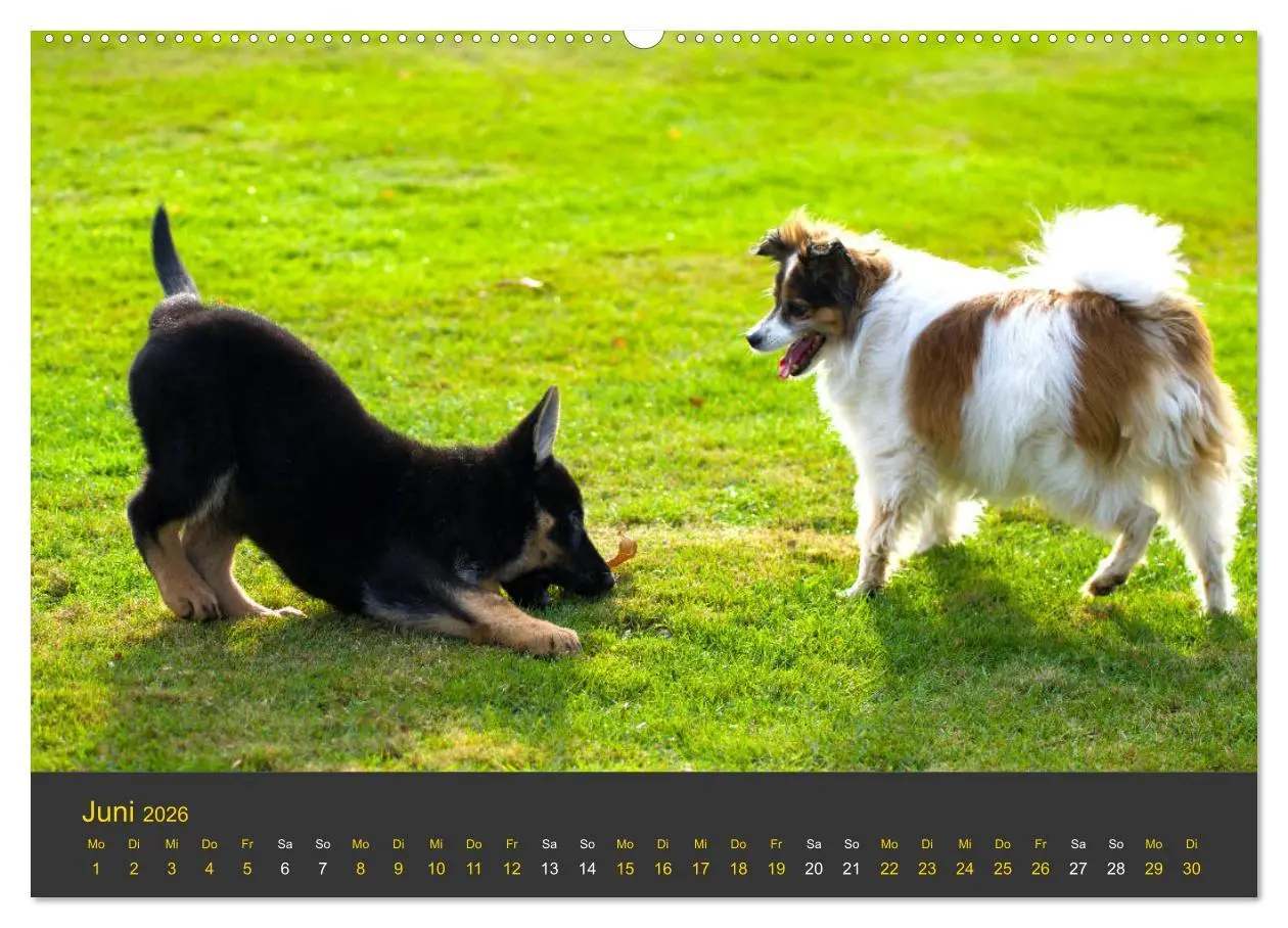 Bild: 9783457743416 | Deutscher Schäferhund-Welpe - aus der Ostdeutschen Arbeitslinie...