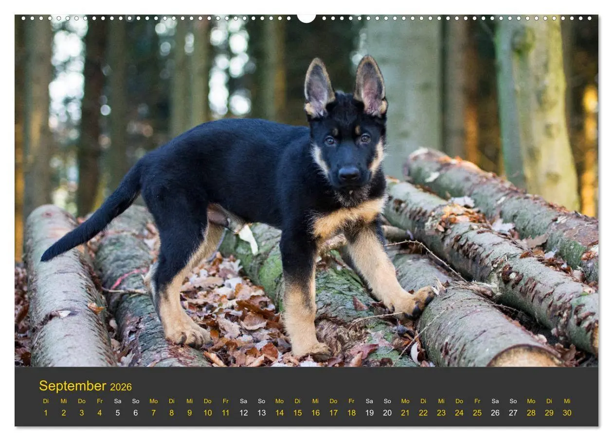 Bild: 9783457743416 | Deutscher Schäferhund-Welpe - aus der Ostdeutschen Arbeitslinie...