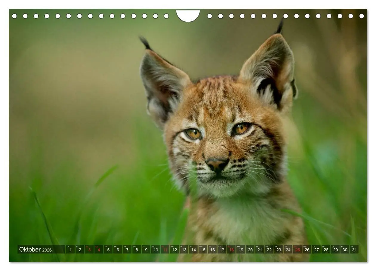 Bild: 9783516213416 | Der Luchs - Dem Pinselohr auf der Spur (Wandkalender 2026 DIN A4...