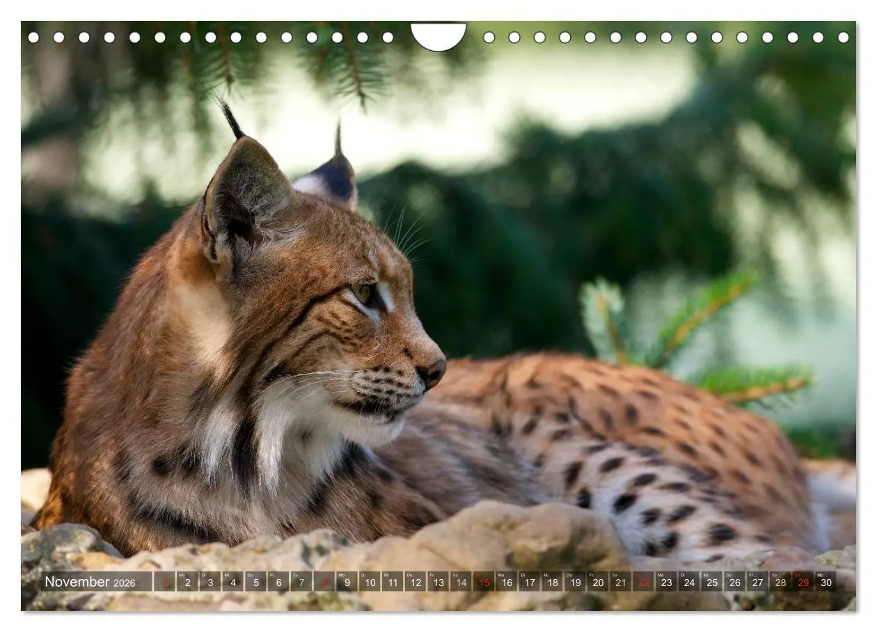 Bild: 9783516213416 | Der Luchs - Dem Pinselohr auf der Spur (Wandkalender 2026 DIN A4...