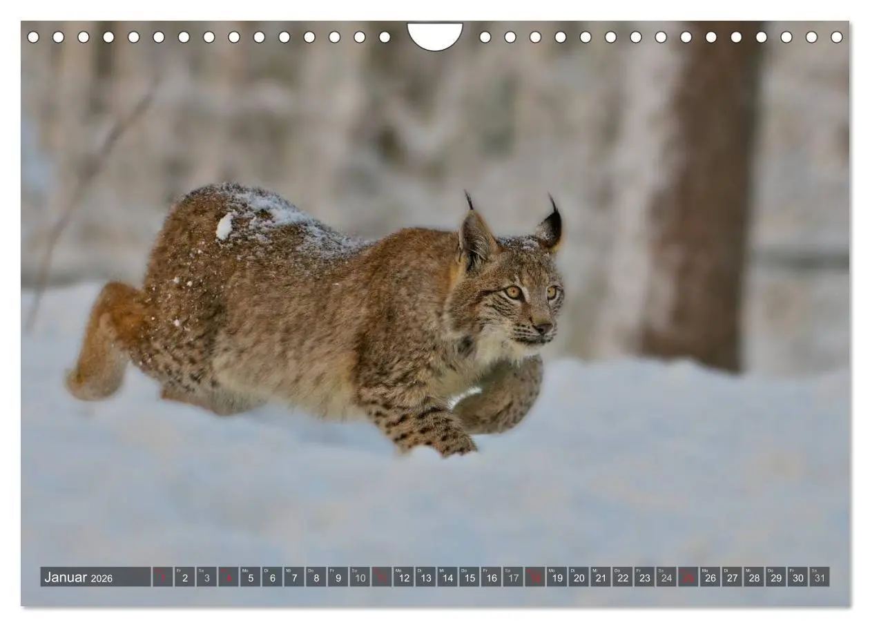 Bild: 9783516213416 | Der Luchs - Dem Pinselohr auf der Spur (Wandkalender 2026 DIN A4...