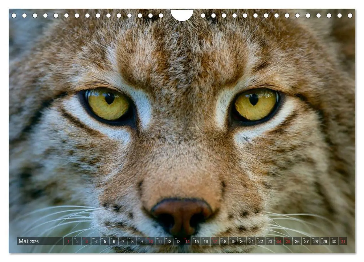 Bild: 9783516213416 | Der Luchs - Dem Pinselohr auf der Spur (Wandkalender 2026 DIN A4...