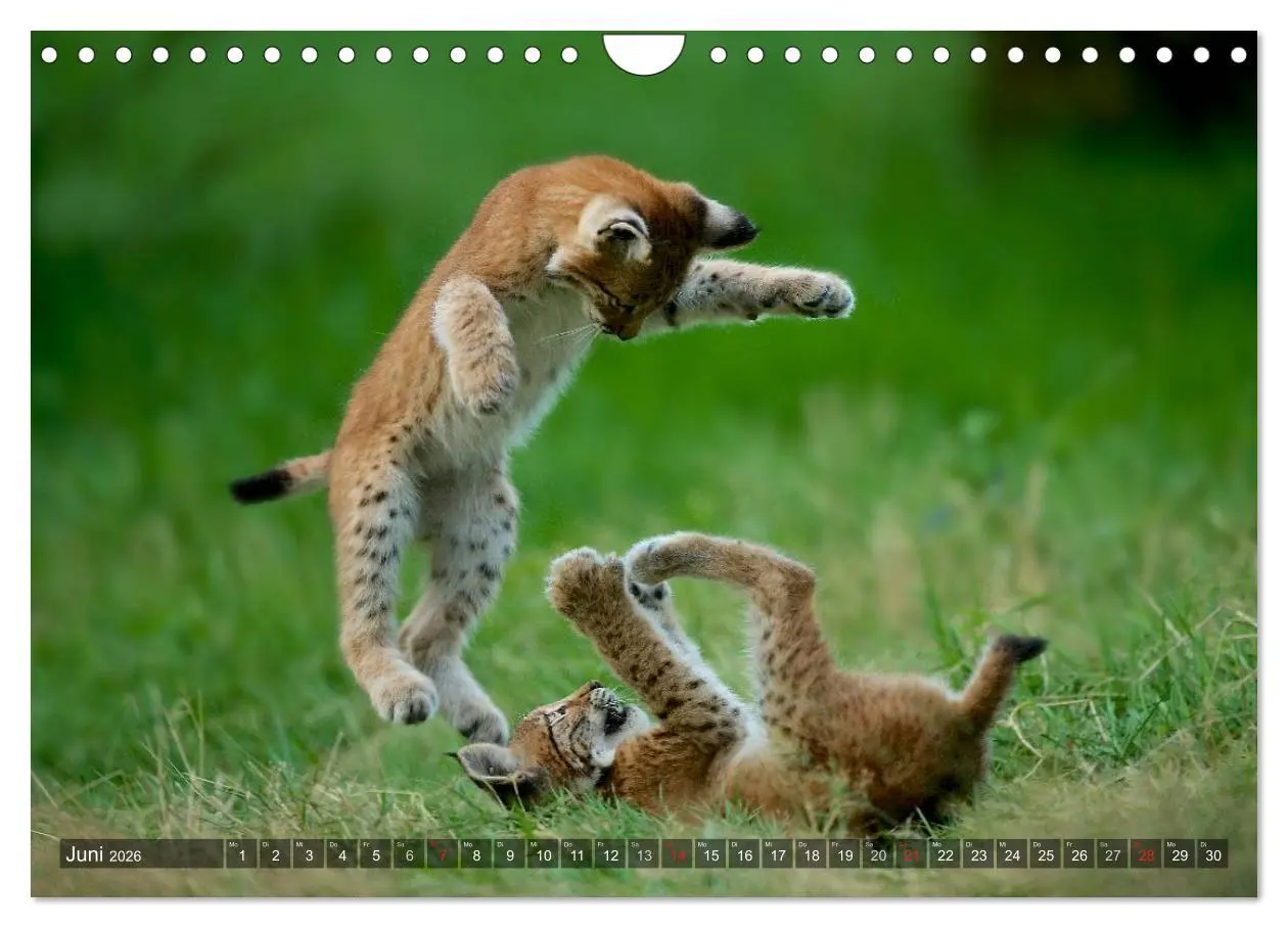Bild: 9783516213416 | Der Luchs - Dem Pinselohr auf der Spur (Wandkalender 2026 DIN A4...