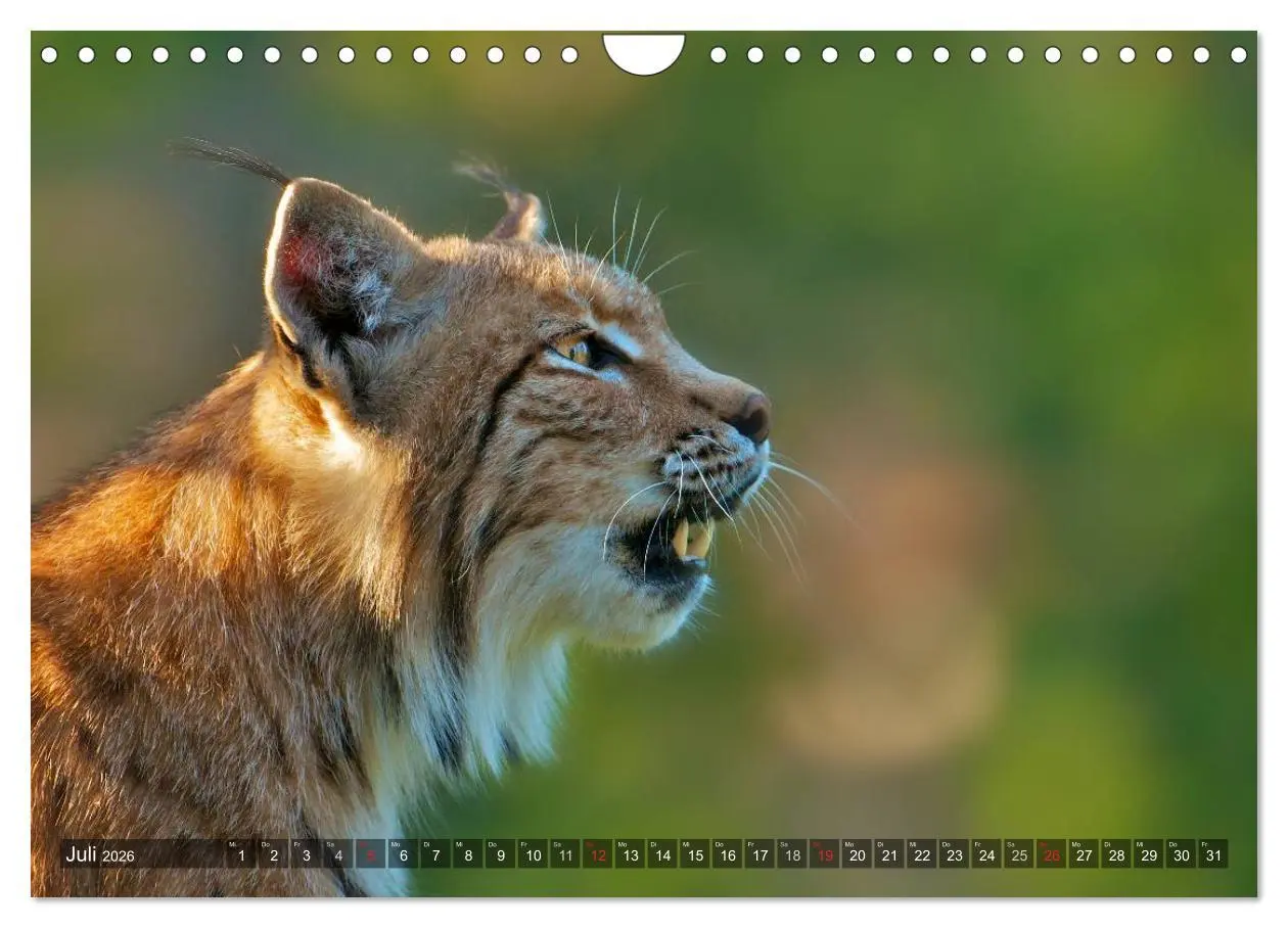 Bild: 9783516213416 | Der Luchs - Dem Pinselohr auf der Spur (Wandkalender 2026 DIN A4...