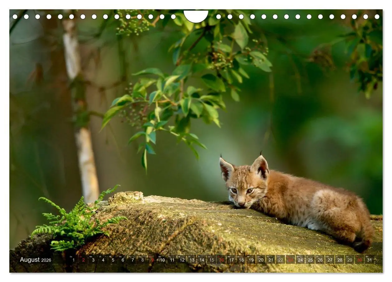 Bild: 9783516213416 | Der Luchs - Dem Pinselohr auf der Spur (Wandkalender 2026 DIN A4...