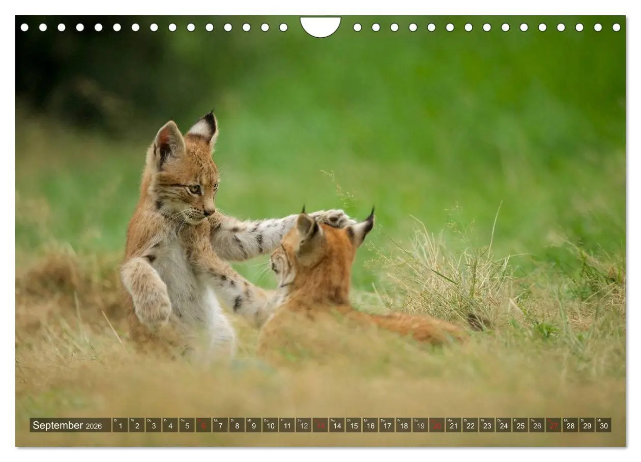 Bild: 9783516213416 | Der Luchs - Dem Pinselohr auf der Spur (Wandkalender 2026 DIN A4...