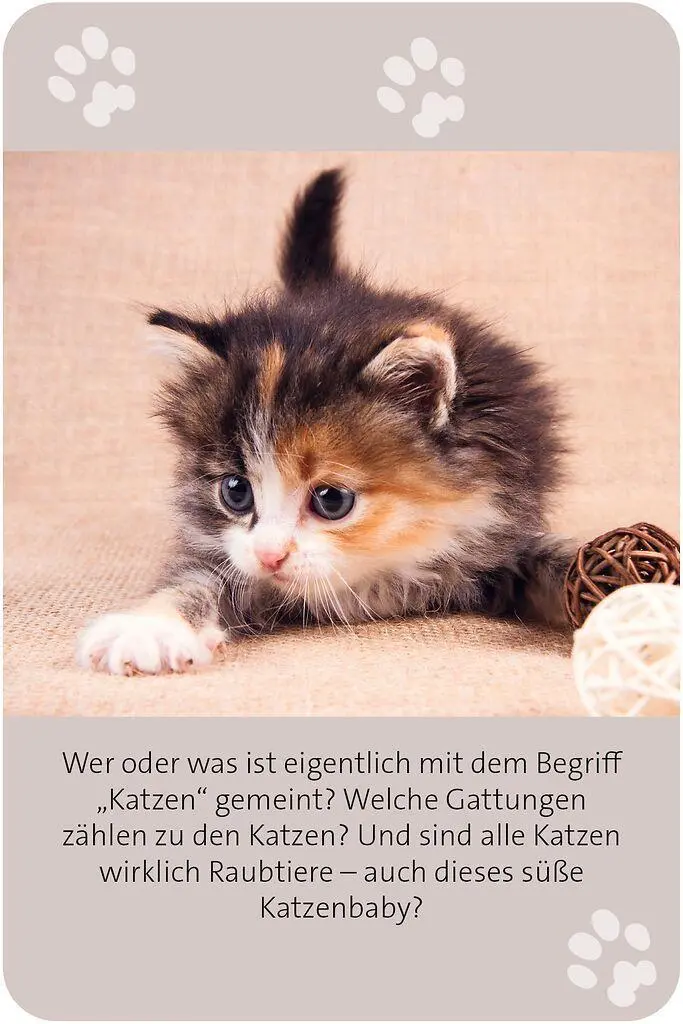 Bild: 9783964553416 | Das große Katzen Quiz | Anita van Saan | Taschenbuch | 100 S. | 2025