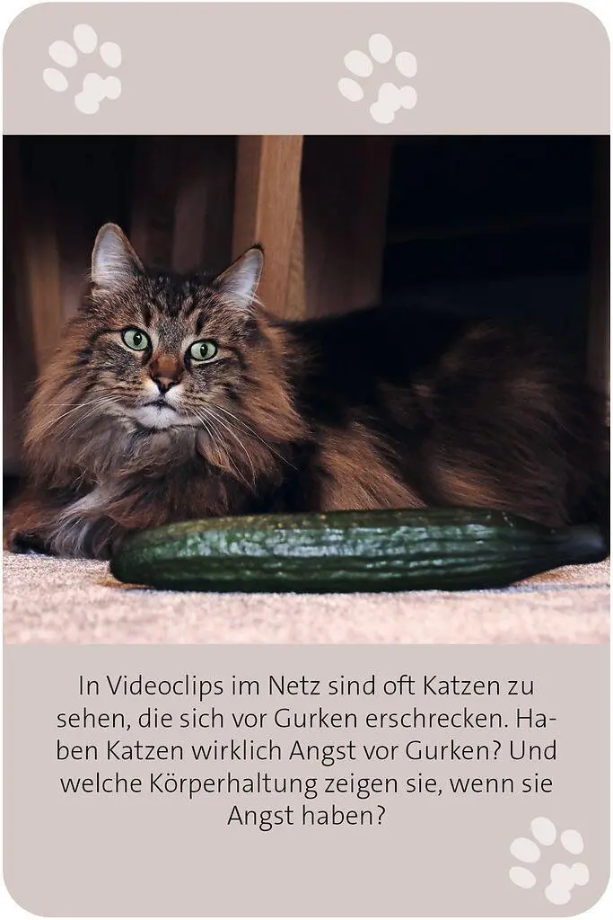 Bild: 9783964553416 | Das große Katzen Quiz | Anita van Saan | Taschenbuch | 100 S. | 2025