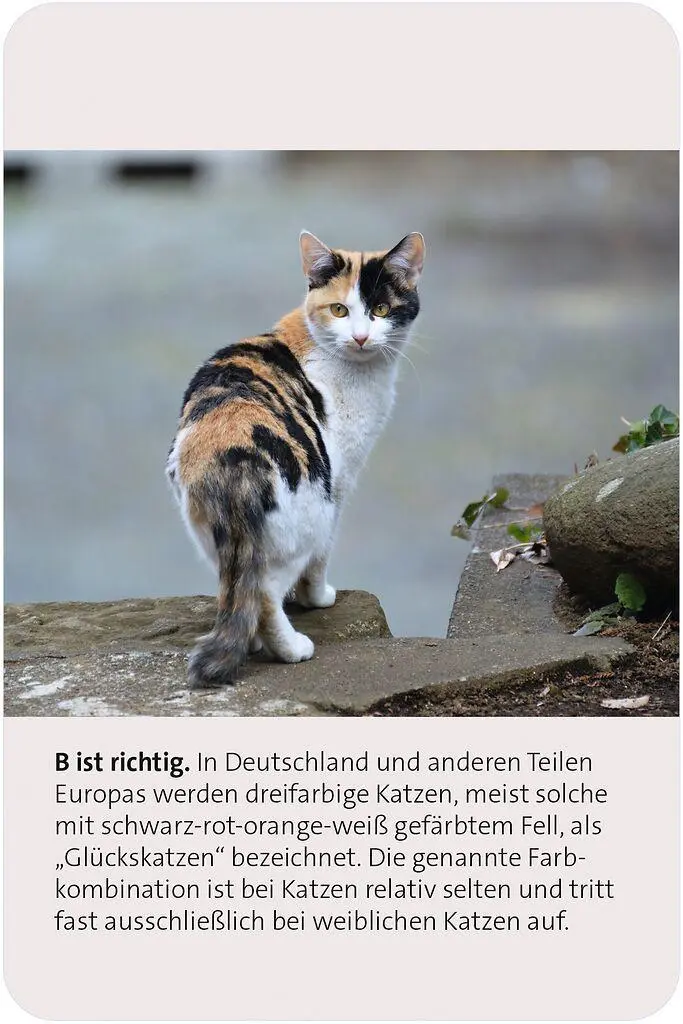 Bild: 9783964553416 | Das große Katzen Quiz | Anita van Saan | Taschenbuch | 100 S. | 2025