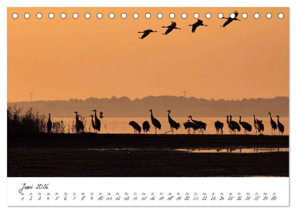 Bild: 9783457803516 | Kraniche am Schlafplatz - im Naturparadies der Mecklenburgischen...