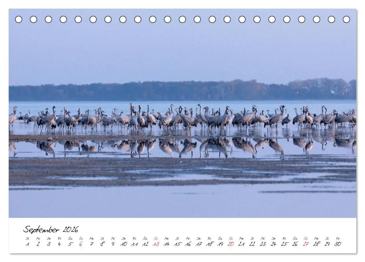 Bild: 9783457803516 | Kraniche am Schlafplatz - im Naturparadies der Mecklenburgischen...
