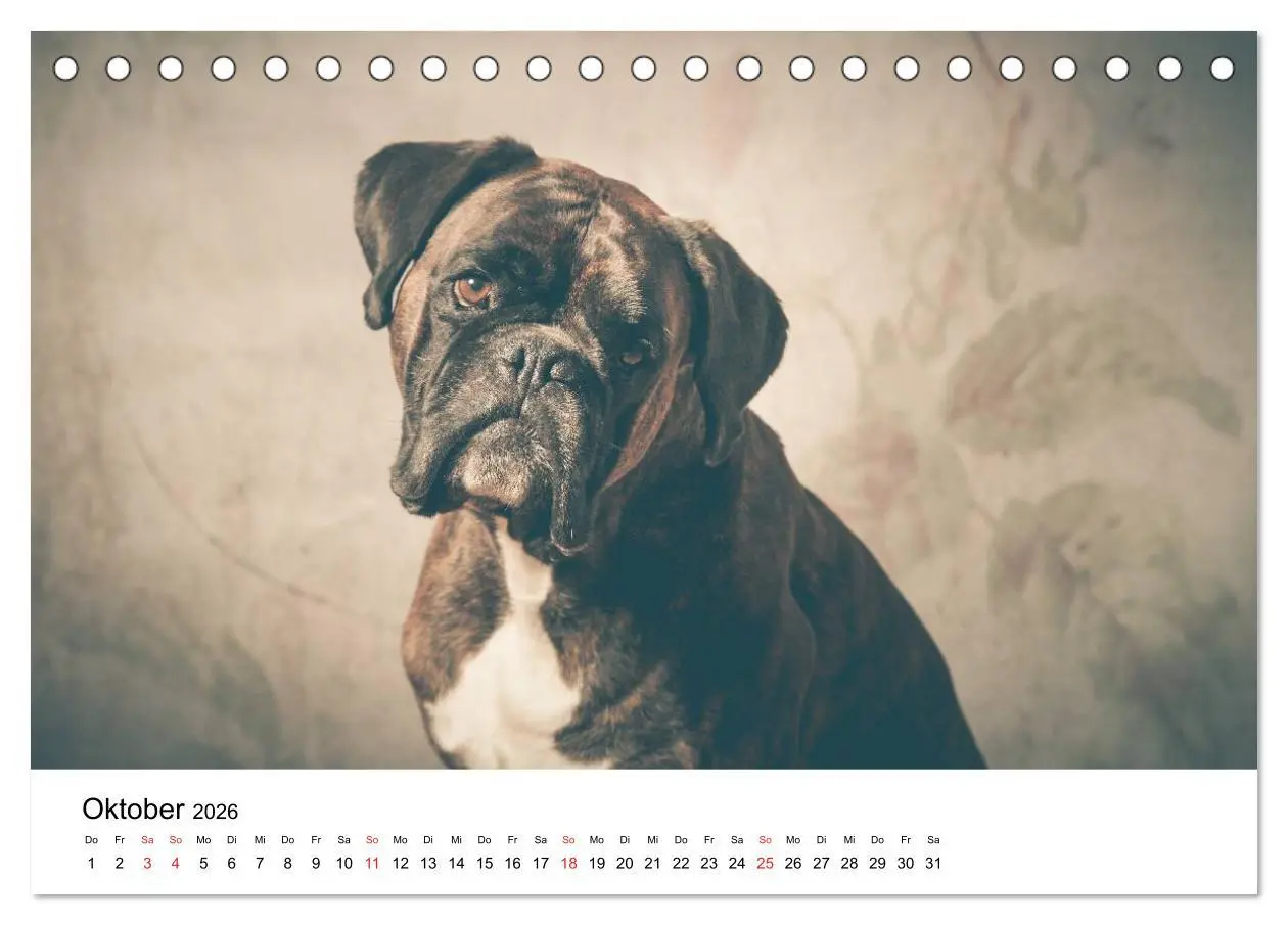 Bild: 9783516063516 | Deutscher Boxer (Tischkalender 2026 DIN A5 quer), CALVENDO...