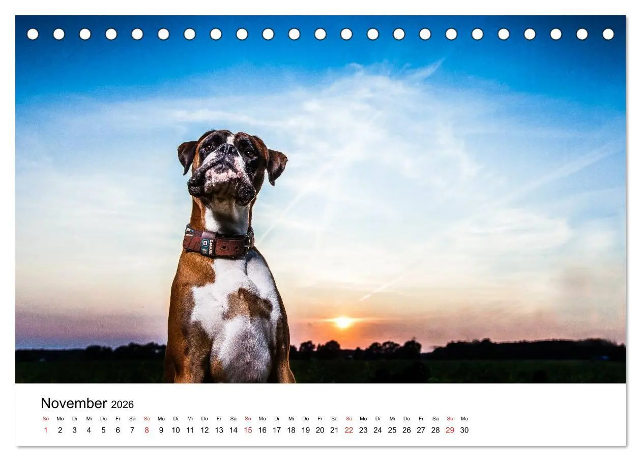Bild: 9783516063516 | Deutscher Boxer (Tischkalender 2026 DIN A5 quer), CALVENDO...