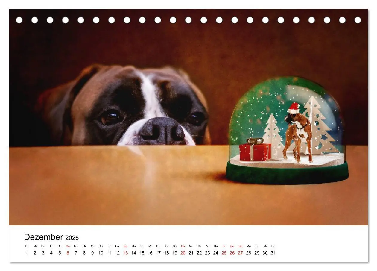Bild: 9783516063516 | Deutscher Boxer (Tischkalender 2026 DIN A5 quer), CALVENDO...