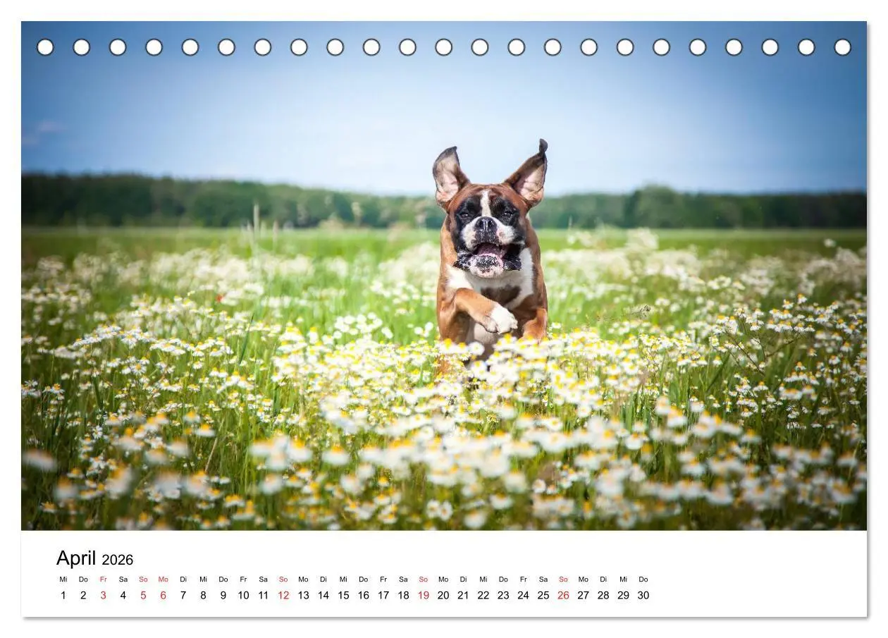 Bild: 9783516063516 | Deutscher Boxer (Tischkalender 2026 DIN A5 quer), CALVENDO...