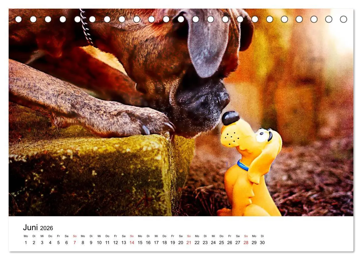 Bild: 9783516063516 | Deutscher Boxer (Tischkalender 2026 DIN A5 quer), CALVENDO...