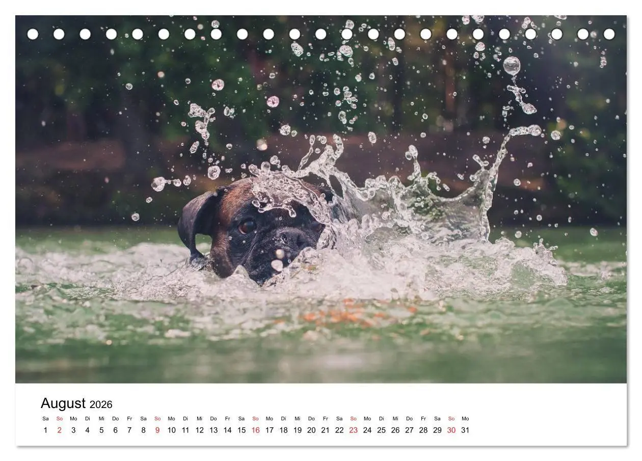 Bild: 9783516063516 | Deutscher Boxer (Tischkalender 2026 DIN A5 quer), CALVENDO...