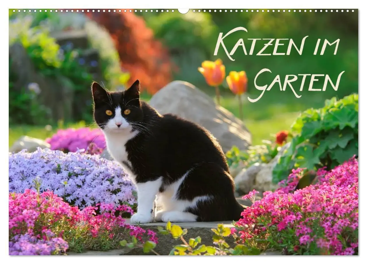 Cover: 9783516203516 | Katzen im Garten (Wandkalender 2026 DIN A2 quer), CALVENDO...
