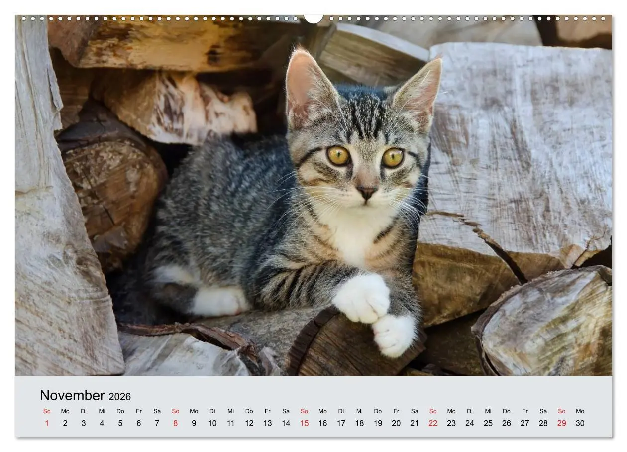 Bild: 9783516203516 | Katzen im Garten (Wandkalender 2026 DIN A2 quer), CALVENDO...