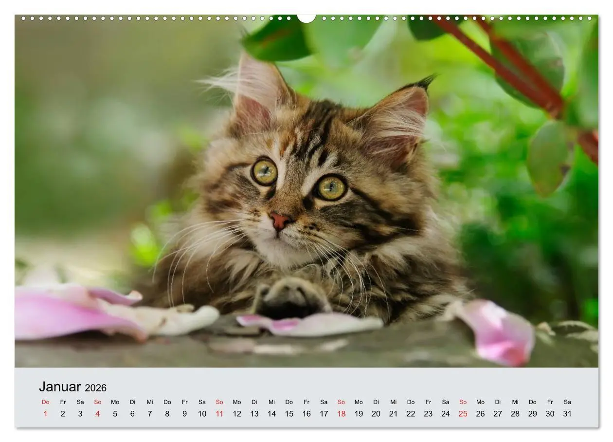 Bild: 9783516203516 | Katzen im Garten (Wandkalender 2026 DIN A2 quer), CALVENDO...