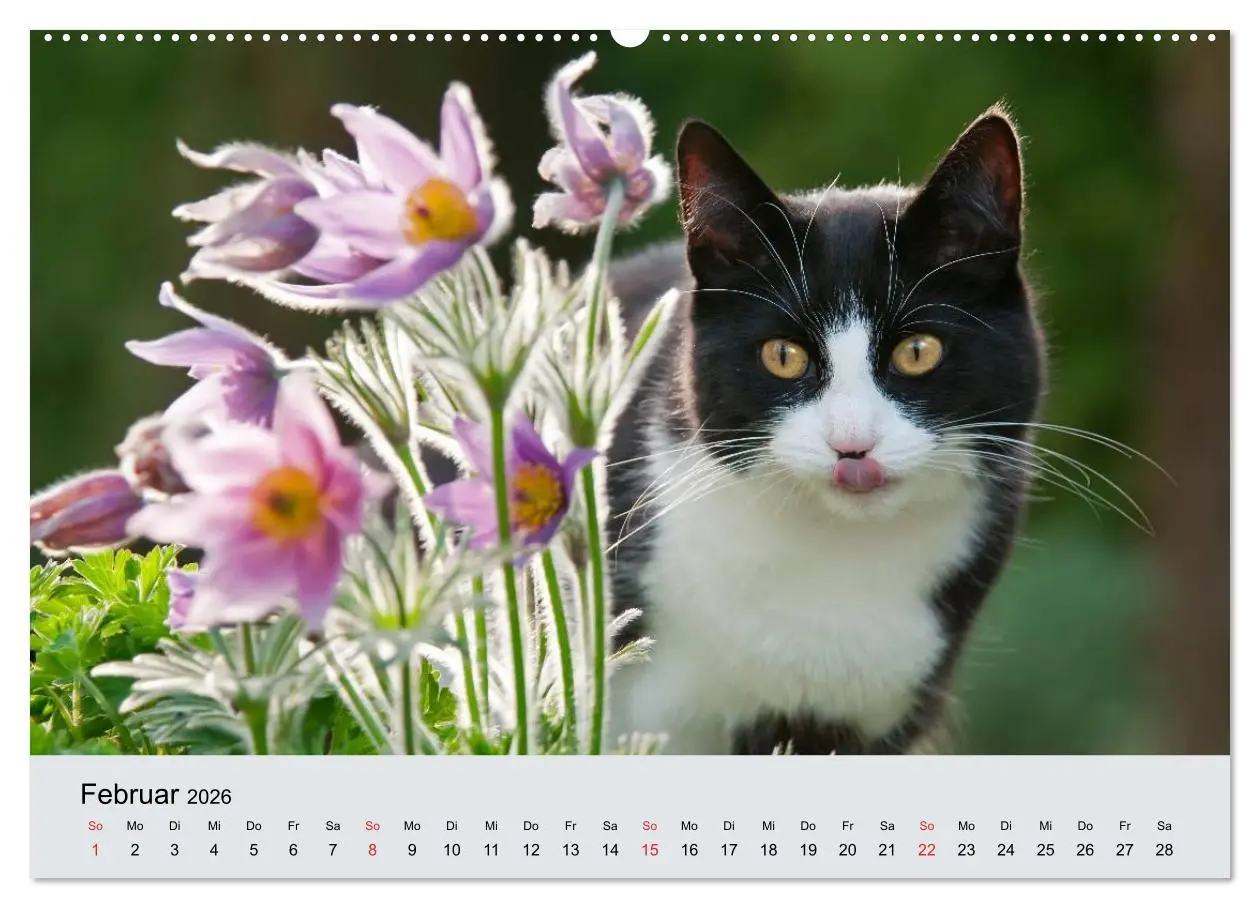 Bild: 9783516203516 | Katzen im Garten (Wandkalender 2026 DIN A2 quer), CALVENDO...