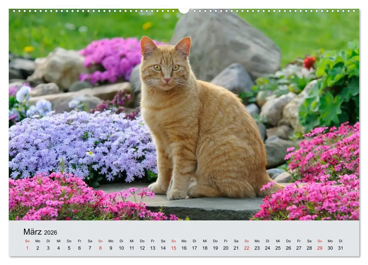 Bild: 9783516203516 | Katzen im Garten (Wandkalender 2026 DIN A2 quer), CALVENDO...