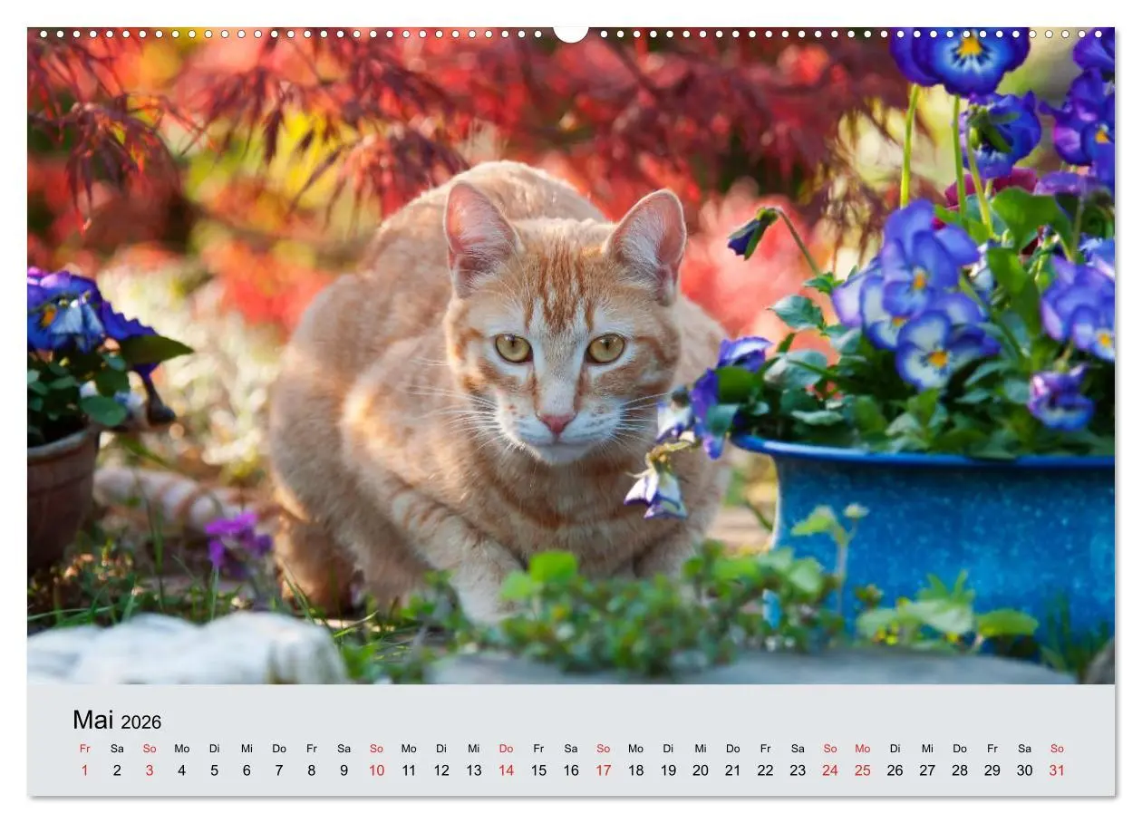 Bild: 9783516203516 | Katzen im Garten (Wandkalender 2026 DIN A2 quer), CALVENDO...