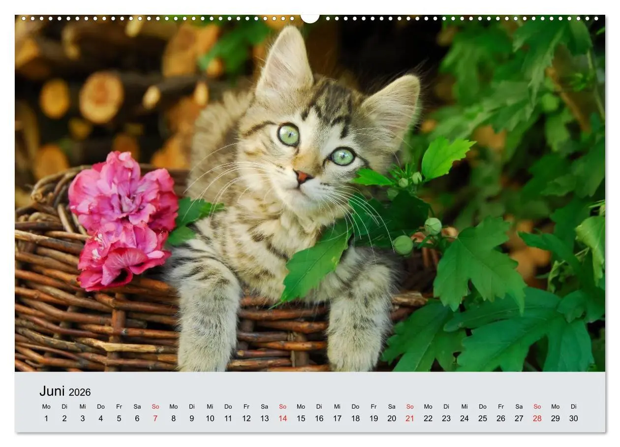 Bild: 9783516203516 | Katzen im Garten (Wandkalender 2026 DIN A2 quer), CALVENDO...