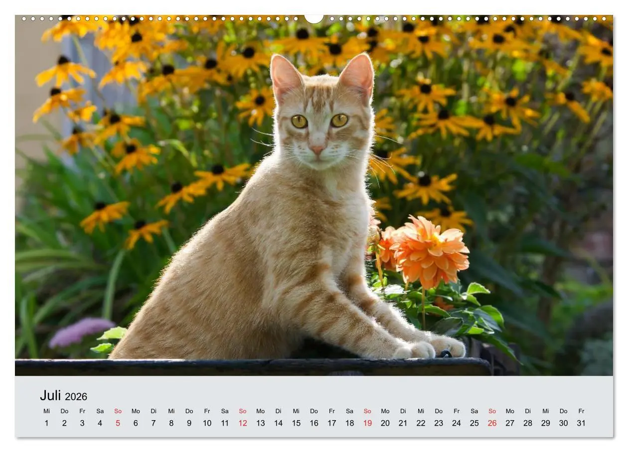 Bild: 9783516203516 | Katzen im Garten (Wandkalender 2026 DIN A2 quer), CALVENDO...