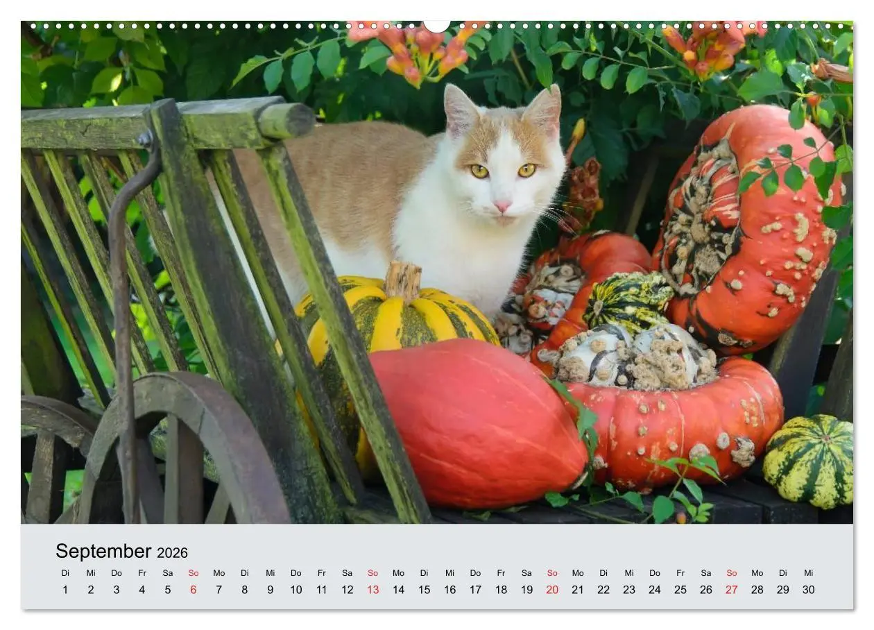Bild: 9783516203516 | Katzen im Garten (Wandkalender 2026 DIN A2 quer), CALVENDO...