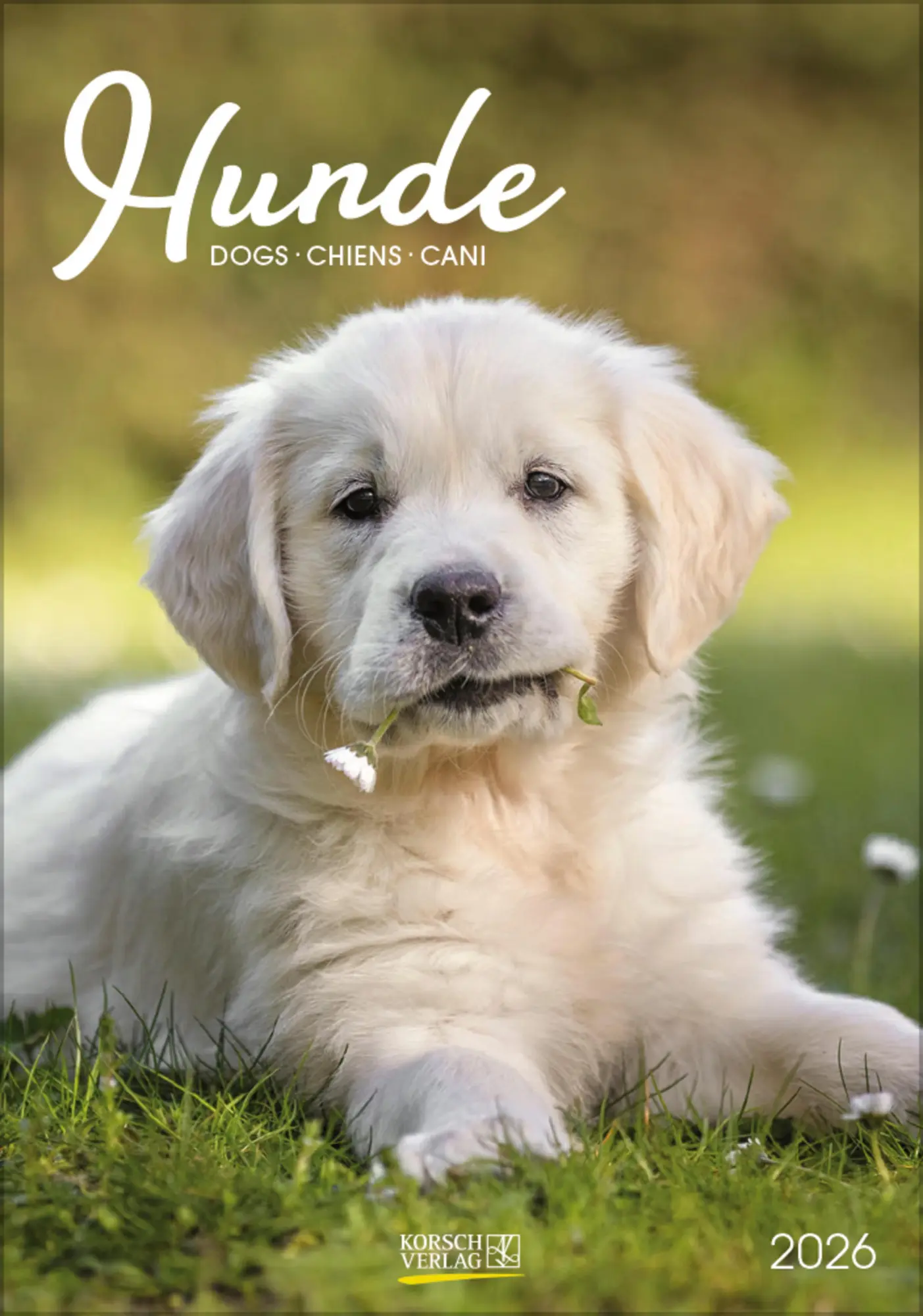 Cover: 9783731883616 | Hunde 2026 | Wandkalender mit Fotos von Hunden. Format 23,5 x 33,5 cm.
