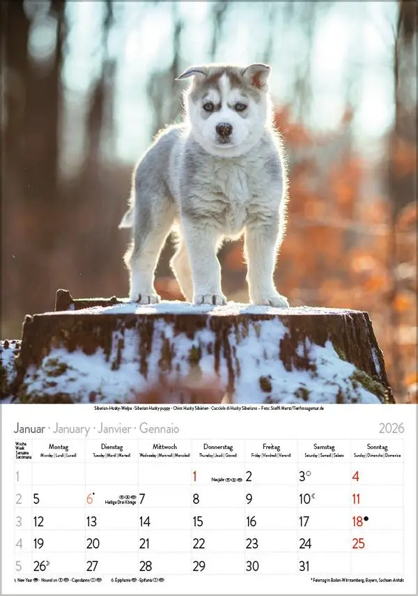 Bild: 9783731883616 | Hunde 2026 | Wandkalender mit Fotos von Hunden. Format 23,5 x 33,5 cm.
