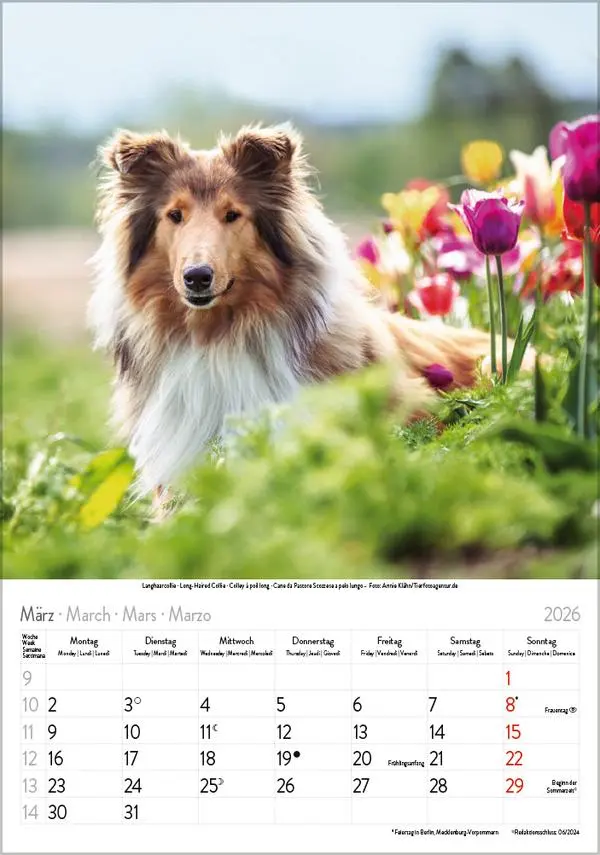 Bild: 9783731883616 | Hunde 2026 | Wandkalender mit Fotos von Hunden. Format 23,5 x 33,5 cm.