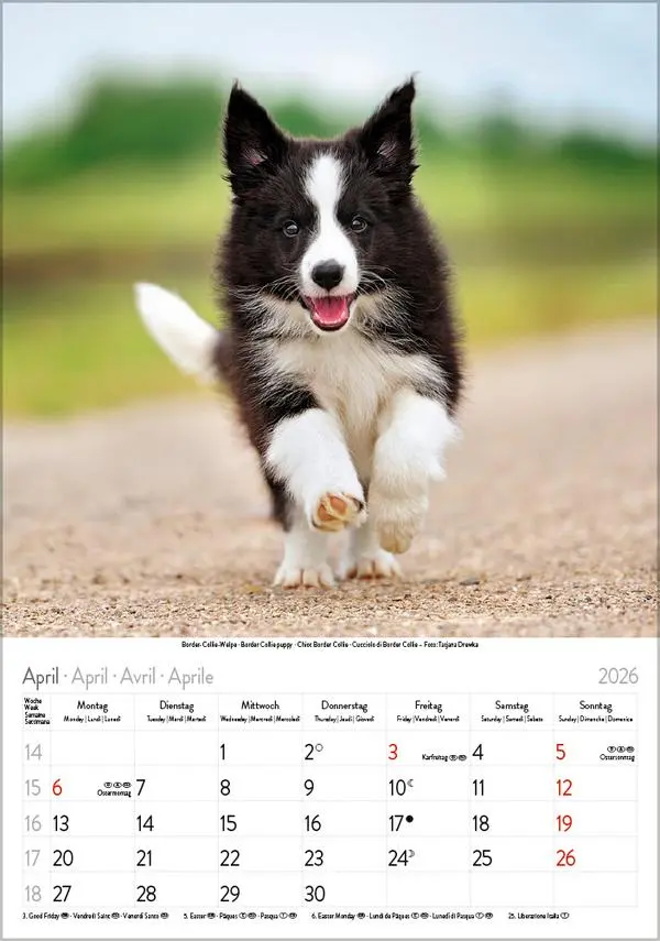 Bild: 9783731883616 | Hunde 2026 | Wandkalender mit Fotos von Hunden. Format 23,5 x 33,5 cm.